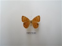 藏品(白點褐蜆蝶)的圖片